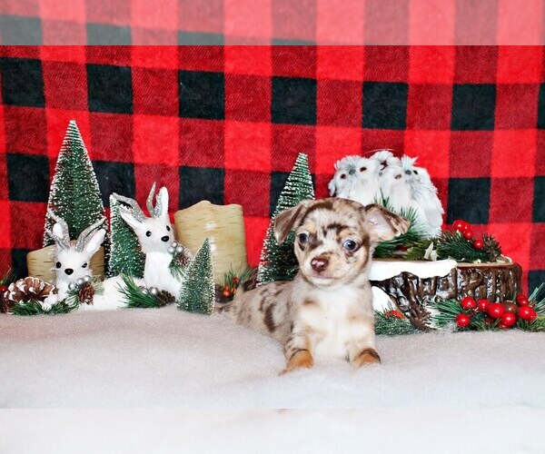 Medium Photo #1 Chihuahua Puppy For Sale in CHARLESTON, AR, USA
