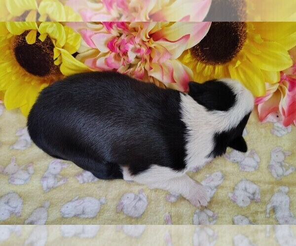 Medium Photo #57 Border Collie Puppy For Sale in NORBORNE, MO, USA