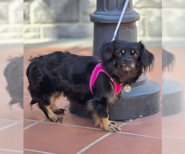Medium Photo #2 Cavalier King Charles Spaniel-Dachshund Mix Puppy For Sale in Chino Hills, CA, USA