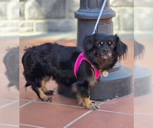 Moana - Female Cavalier King Charles Spaniel-Dachshund Mix Dog for Adoption - Photo #2
