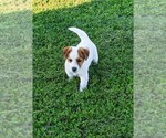 Puppy 1 Russell Terrier