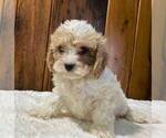 Small Photo #2 Cavapoo Puppy For Sale in DRY RUN, PA, USA