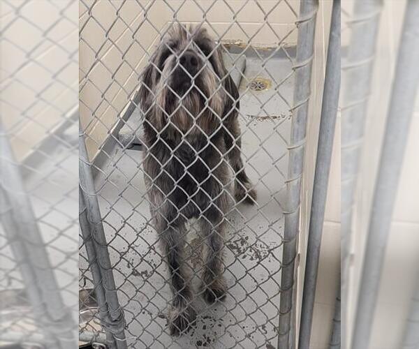 Medium Photo #1 Mutt Puppy For Sale in Anchorage, AK, USA