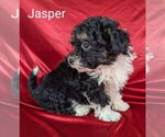 Small #1 Bernedoodle (Miniature)
