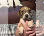 Small #2 Beagle Mix