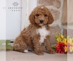 Small Photo #5 Goldendoodle Puppy For Sale in GORDONVILLE, PA, USA