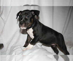 Willow- Brynns litter - Female American Staffordshire Terrier-Unknown Mix Dog for Adoption - Photo #17