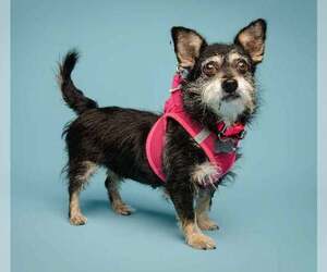 Letty - Female Dachshund-Unknown Mix Dog for Adoption - Photo #6