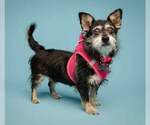 Small Photo #6 Dachshund-Unknown Mix Puppy For Sale in Kennesaw, GA, USA