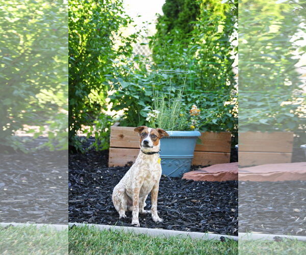 Medium Photo #3 Mutt Puppy For Sale in Sandy, UT, USA