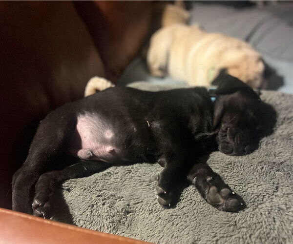 Medium Photo #10 Labbe Puppy For Sale in Princeton, MN, USA