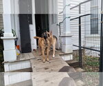 Small #5 German Shepherd Dog Mix