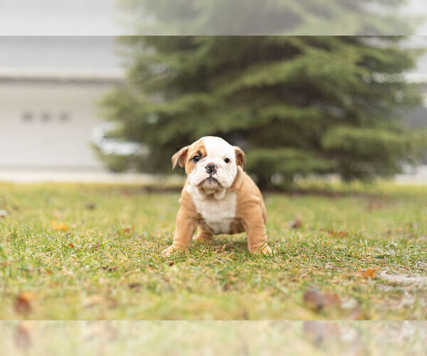 Medium Photo #4 Bulldog Puppy For Sale in WARSAW, IN, USA