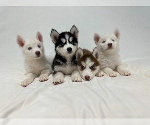 Siberian Husky Puppy for sale in VICTORVILLE, CA, USA