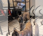 Litter of 6 - Male(s) and Female(s) Belgian MalinoisLitter of Puppies for Sale - Photo #22