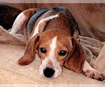 Small #5 Beagle