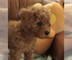Puppy Puppy 1 Jane Poodle (Miniature)