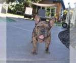 Small #4 French Bulldog