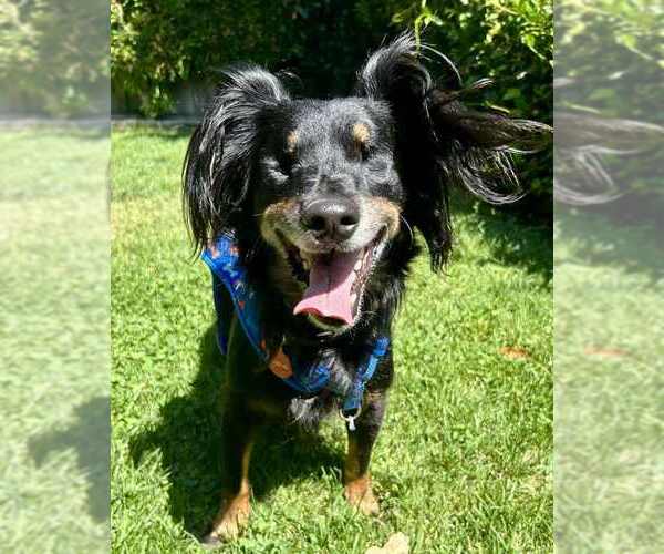 Medium Photo #2 - Mix Puppy For Sale in Petaluma, CA, USA