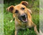 Vincent - Male Black Mouth Cur-Unknown Mix Dog for Adoption - Small photo