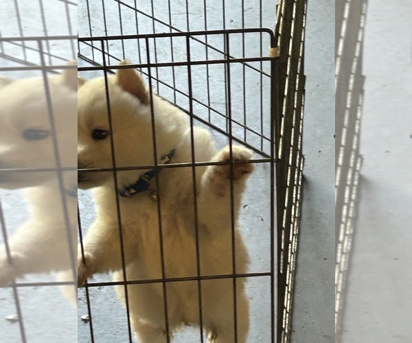 Medium Photo #8 Siberian Husky Puppy For Sale in DOUGLASVILLE, GA, USA