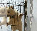 Small Photo #8 Siberian Husky Puppy For Sale in DOUGLASVILLE, GA, USA