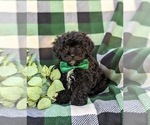Small Photo #1 Lhasa-Poo Puppy For Sale in LINCOLN UNIVERSITY, PA, USA