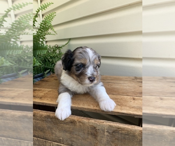 Medium Photo #4 Aussiedoodle Miniature  Puppy For Sale in KNOB NOSTER, MO, USA