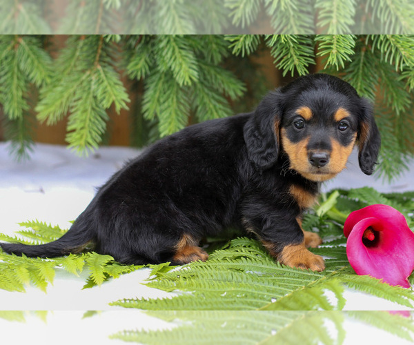 Medium Photo #5 Dachshund Puppy For Sale in GOSHEN, IN, USA