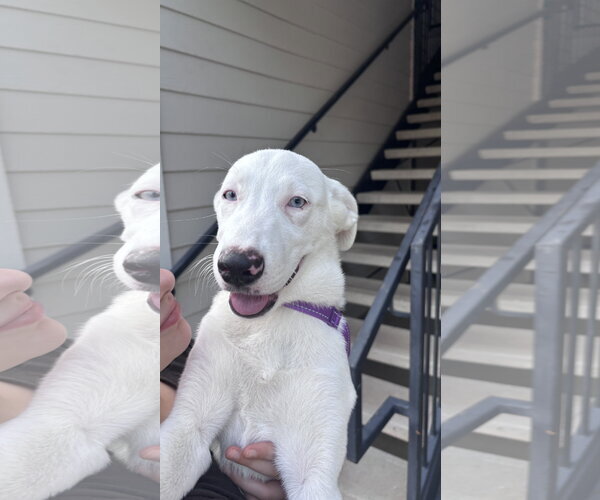 Medium Photo #5 American Pit Bull Terrier-Great Pyrenees Mix Puppy For Sale in Holly Springs, NC, USA