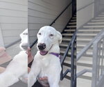 Small #4 American Pit Bull Terrier-Great Pyrenees Mix