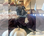 Puppy 3 French Bulldog