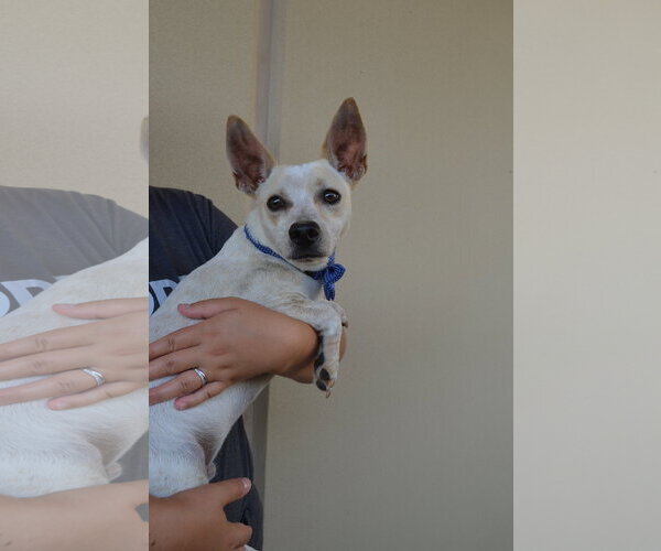 Medium Photo #2 Chihuahua-Unknown Mix Puppy For Sale in McKinney, TX, USA