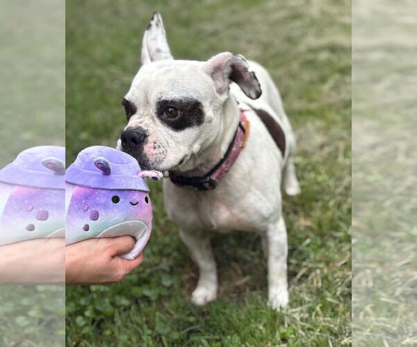 Medium Photo #4 Bulldog-Unknown Mix Puppy For Sale in Virginia Beach, VA, USA