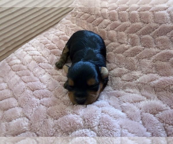Medium Photo #29 Yorkipoo Puppy For Sale in ARLINGTON, TX, USA