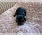 Small Photo #37 Yorkipoo Puppy For Sale in ARLINGTON, TX, USA