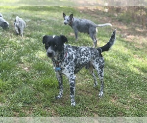Father of the Australian Cattle Dog puppies born on 02/15/2026
