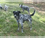 Small Photo #1 Australian Cattle Dog Puppy For Sale in ASHEBORO, NC, USA