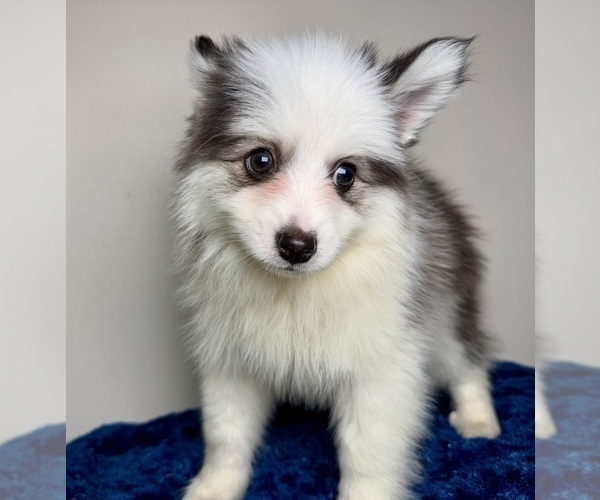 Medium Photo #6 Pomsky Puppy For Sale in NASHUA, NH, USA