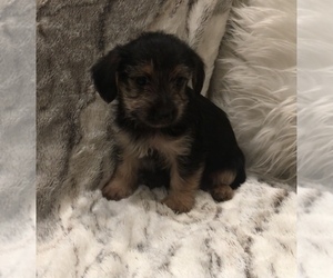 Yorkshire Terrier Dog for Adoption in MOUNT CARMEL, Pennsylvania USA
