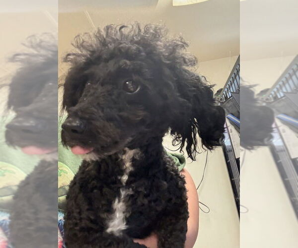 Medium Photo #2 Poodle (Miniature)-Unknown Mix Puppy For Sale in Osgood, IN, USA