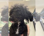 Small #1 Poodle (Miniature) Mix