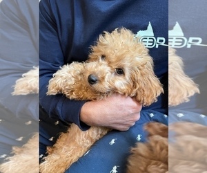 Goldendoodle (Miniature) Puppy for sale in NEWPORT BEACH, CA, USA