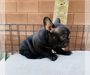 French Bulldog Puppy for sale in LAS VEGAS, NV, USA