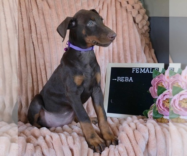 Medium Photo #4 Doberman Pinscher Puppy For Sale in POMEROY, OH, USA