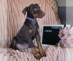 Small #3 Doberman Pinscher