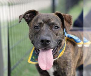 American Staffordshire Terrier-Unknown Mix Dogs for adoption in San Antonio, TX, USA