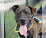 Small American Staffordshire Terrier Mix