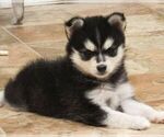 Puppy 1 Pomsky