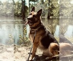 Small Photo #1 German Shepherd Dog Puppy For Sale in MARIANNA, FL, USA